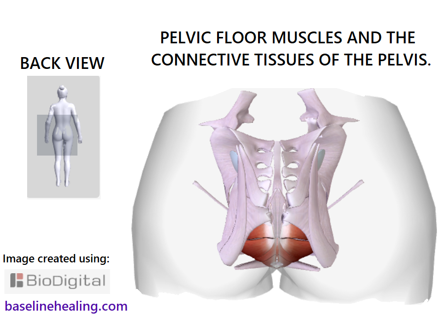 the pelvic floor muscles and the connective tissues of the pelvis with the bones removed. Seen from behind. There is a midline vertical strip of connective tissue. Connective tissues form crescent shapes on the left and right. the tips pointing out so the structures are wider at the top and bottom. The middle of the crescent curve towards midline and are joined to the midline connective tissues by horizontal bands just above the pelvic floor muscles. The connective tissue projections that merge with the sacrum are located above these bands.