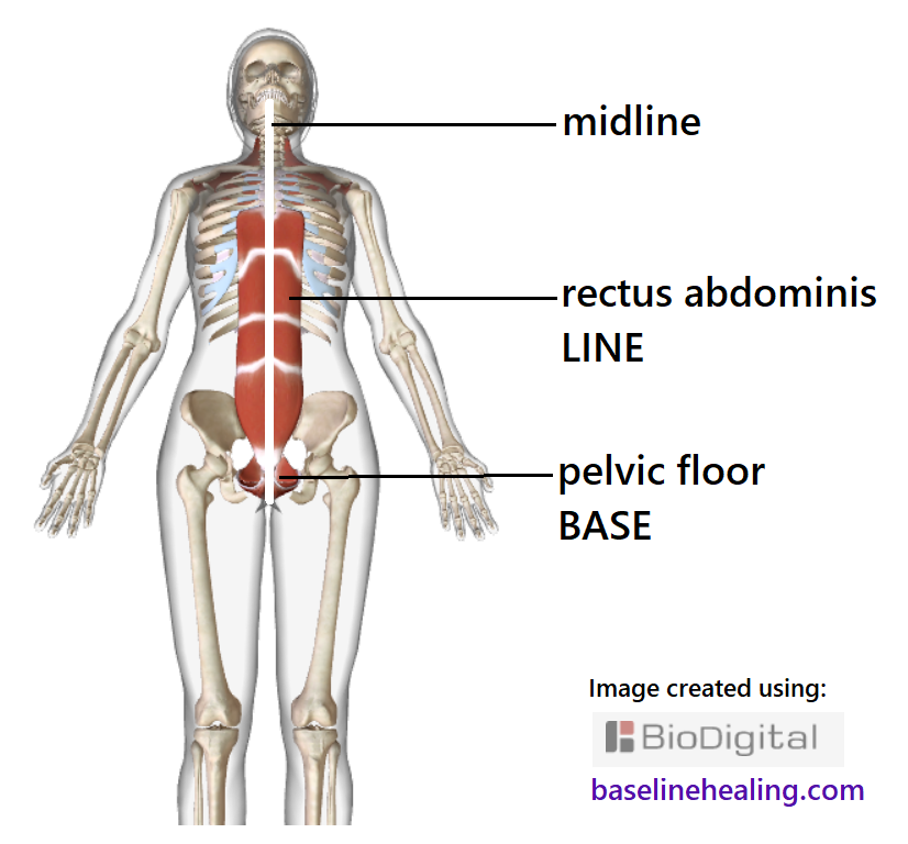 skeleton and outline of human figure seen from the front. The line of the median plane is marked with a thick line from head to pubic symphysis of the pelvis, dividing the body into two equal halves, left and right sides balanced either side of midline. The Base-Line muscles are shown. The pelvic floor at the base of the body, a basket of muscles that are crescent shaped on midline. The rectus abdominis muscles the body's central Line from pelvis to chest, two strips of muscle either side of the midline linea alba. Focusing on activating the baseline muscles is the key to feeling our midline anatomy and working towards and alignment and balance when the median plane can be created.
