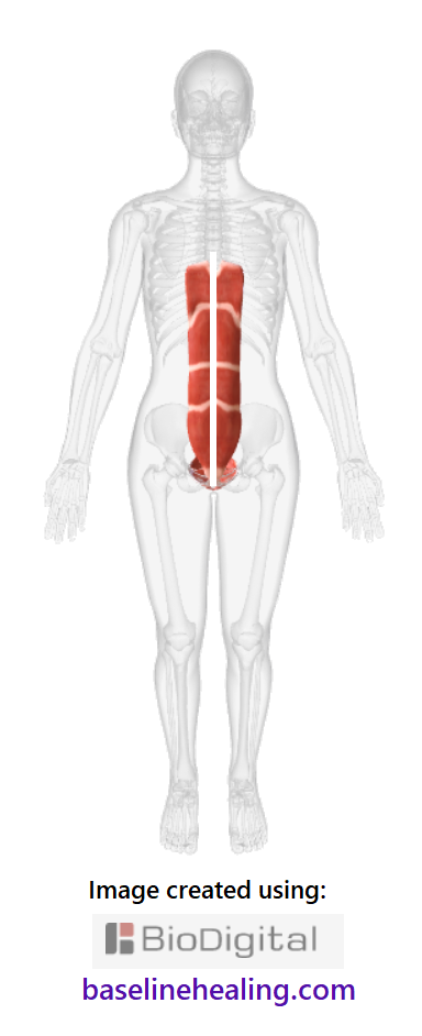 human figure seen from the front, looking up the body with the baseline muscles shown.  The base pelvic floor muscles, a basket of muscles within the bones of the pelvis that provide the solid foundation for the body. The rectus abdominis muscles extend from the pubic symphysis of the pelvis, up the front of the abdomen to the ribcage. The rectus abdominis muscles are like to 2 parallel stacks of panels of muscle, blocks side by side, from base to midchest either side of the linea alba the body's baseline for alignment and balance. These muscles are the body's core pillar of strength, learning to use them provides the connector between body and mind so we can feel how to heal ourselves, releasing the pain and recovering our physical health.