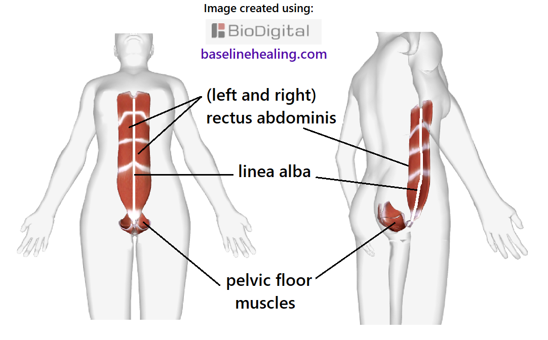 human figure from two angles showing the baseline muscles. The pelvic floor muscles, like a basket of muscles withing the pelvic canal, a crescent shape on midline.  The solid base of the body, like a hook that extends to the rectus abdominis muscles at the front of the abdomen. The rectus abdominis muscles are the body's central line from pelvis to chest. Like two stacks of muscle panels to be activated and elongated in sequence, the core pillar to support movement of the rest of the body.