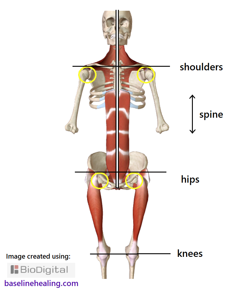 skeleton and the main muscles of movement shown from the front demonstrating how they align the body by arranging our midline anatomy on the median plane. The rectus abdominis muscles when fully extended and engaged straighten the linea alba our primary guide for body alignment. The spine, shoulders, hips and knees are all in the correct relative positions and the body is balanced left and right sides.
