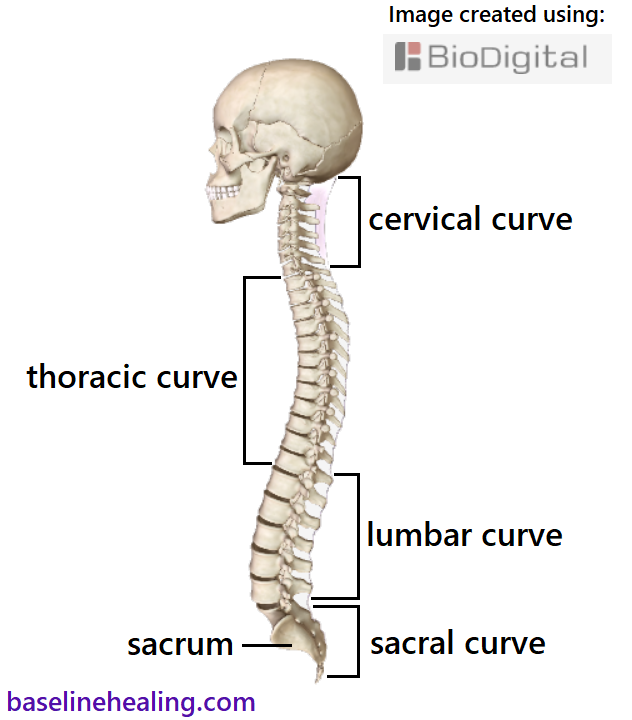 Skull and spine seen from the side demonstrating the curvature of a neutral spine. The cervical vertebrae curve inwards with the nuchal ligament at the posterior. The thoracic vertebrae curve outwards, the lumbar vertebrae curve inwards and the sacrum curves outwards with the coccyx on the vertical.