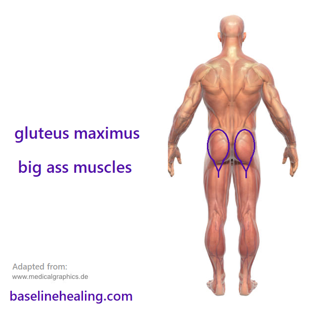 Human figure seen from behind. The gluteus maximus muscles are marked. The gluteus maximus muscles your big ass muscles, hands on buttocks feel for them tightening, buns of steel.