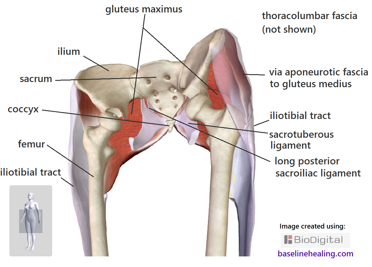 Gluteus maximus attachments in detail showing the bones of the pelvis, sacrum, coccyx and femur, off-front view. The ligaments and fascia that the gluteus maximus attaches to are also shown. The various anatomical structures merge together, many forms of connective tissue blending into muscle and bone. Don't think of muscles as individual structures but as rather contractile fibres within a web of connective tissue. The gluteus maximus are the largest muscles of the body - hands on buttocks feel them tighten and influence the positioning of the surrounding bone and connective tissues, connecting the legs to Base-Line support.