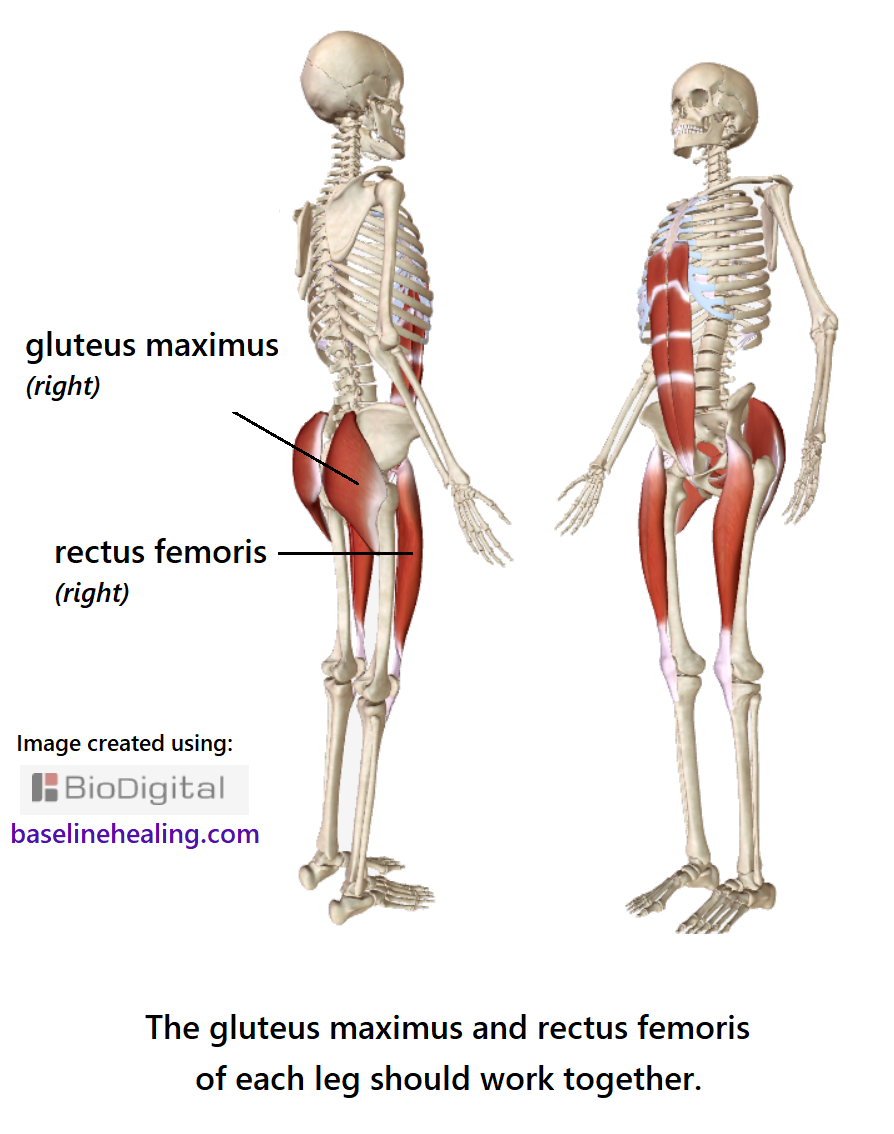 The gluteus maximus and rectus femoris muscles connecting the base-line muscles to the legs.