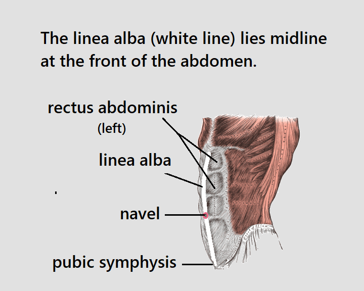 seen from side angle. The linea alba between the rectus abdominis muscles, midline from the pubic symphysis of the pelvis to the xiphoid process of the sternum. The navel is situated on the linea alba. The aponeuroses of the lateral abdominal muscles merge to form the rectus sheath enclosing the rectus abdominis muscles before meeting in the middle to form the linea alba.