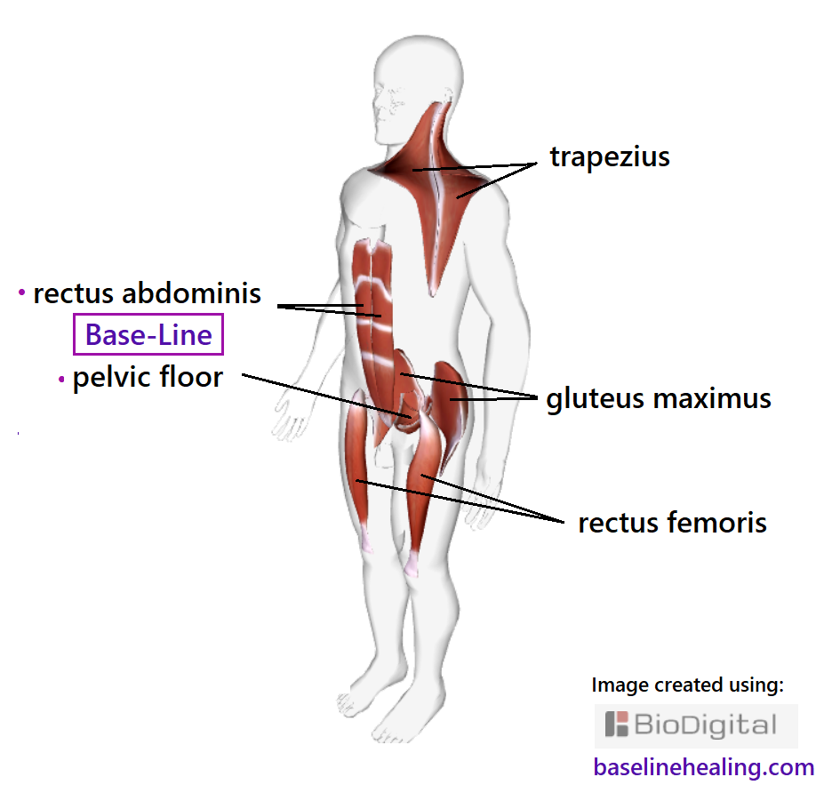 3D outline of human figure, attempting to show the five main muscles of movement at once. The trapezius muscles extend from the back of the head down the neck to midback, extending out towards each shoulder. Thin, sculpted muscles that make up the superficial layer of back of the upper body. The rectus femoris muscles of the front of the thigh, pillars of muscle from lower leg to the main body.  The gluteus maximus muscles the powerhouse in the buttocks. The Baseline pelvic floor and rectus abdominis muscles at the core of the body, from where the rest of the body extends.  The rectus abdominis muscles extending up the front of the body consisting of sections of muscle separated by strips of connective tissue up the front of the abdomen. Like two parallel stacks of blocks supporting the rest of the body. Connecting with your Base-Line muscles awakens your sense of conscious proprioception and the ability to feel how to heal by regaining your natural range of movement and balancing and aligning the body.