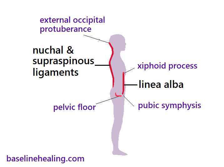 The median plane of the body, a 2 dimensional shape when seen from the side. Showing the linea alba at the front of the body from the pubic symphysis of the pelvis to the xiphoid process at the front of the rib cage on the body's midline. The nuchal ligament and supraspinous ligament are a continuous structure at the back of the body. From the midline bump on back of skull known as the external occipital protuberance to the lower lumbar area of the back. These structures are curved down neck to midback and then to the lower spine when seen from the side. The linear structures that should be fully extendable and flexible through a full range of natural movement for the body to be dynamically balanced and aligned.