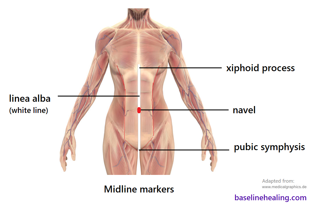 front view of human body, muscular system and the strip of connective tissue known as the linea alba. The linea alba lies midline at the front of the abdomen from pelvis to chest, extending from the pubic symphysis of the pelvis to the xiphoid process of the sternum. The navel lies on the linea alba.  When the body is balanced the linea alba can form a straight line and the 3 midline markers can be felt to be in alignment.