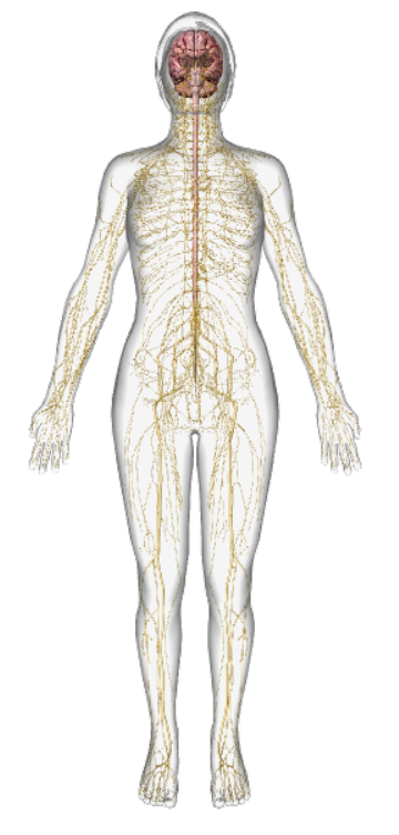 outline of human figure seen from the front. Showing the network of nerves throughout the body. The central nervous system consisting of the spinal cord and brain.  A web of smaller nerves from the extremities feeding into larger nerves, transmitting the sensory information about the body's position, motion and balance which is processed for our sense of proprioception. Conscious proprioception is when we experience this sensory feedback our body has for us. Seeing the sparkles, feeling the position of the body relative to base-line, instinctively knowing where our natural range of movement should take us.