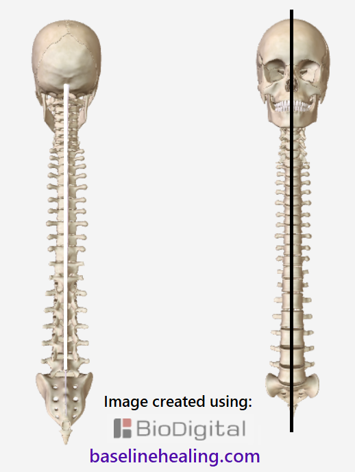 The skull and spine seen from the back and front.  All vertebrae are vertically aligned so that a straight line can be drawn from head to tailbone through the middle of each vertebra. This is a neutral spine position.