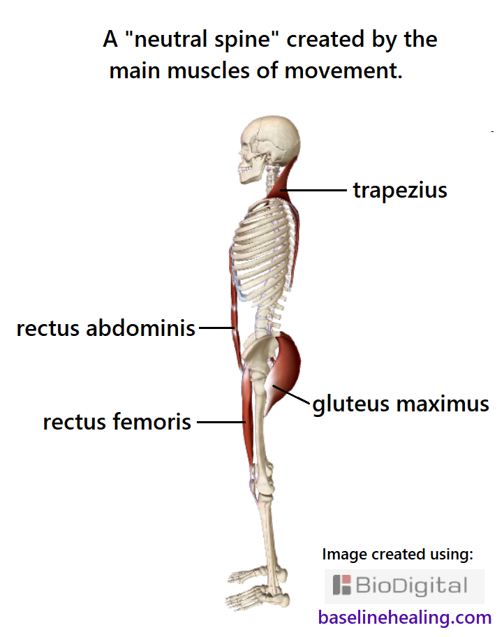 Skeleton seen from the side. Showing the rectus abdominis muscles running up the front of the abdomen, a band of muscle that is attached to the pubic symphysis of the pelvis at the bottom, and the lower ribs at the top. These are the muscles that should support the body, not the spine. When the rectus abdominis muscles are fully active and extended, they stabilise the pelvis to the chest, allowing the lower spine to be positioned correctly and to not be under undue tension or stress. The rectus femoris muscles run down the front of each thigh, crossing the hip and knee joints. Strong poles of muscle that connect the legs to the torso, aligning the hip and knee joints. The rectus abdominis and rectus femoris muscles attach to the pelvis at the front at approximately the same level when viewed from the side. The gluteus maximus muscles, large and powerful at the back of the pelvis, extending above and below the level of where the rectus abdominis and rectus femoris attach to provide the link between base-line and legs. The trapezius muscles from the back of the head to midback, sculpted muscles that influence the positioning of the upper spine.