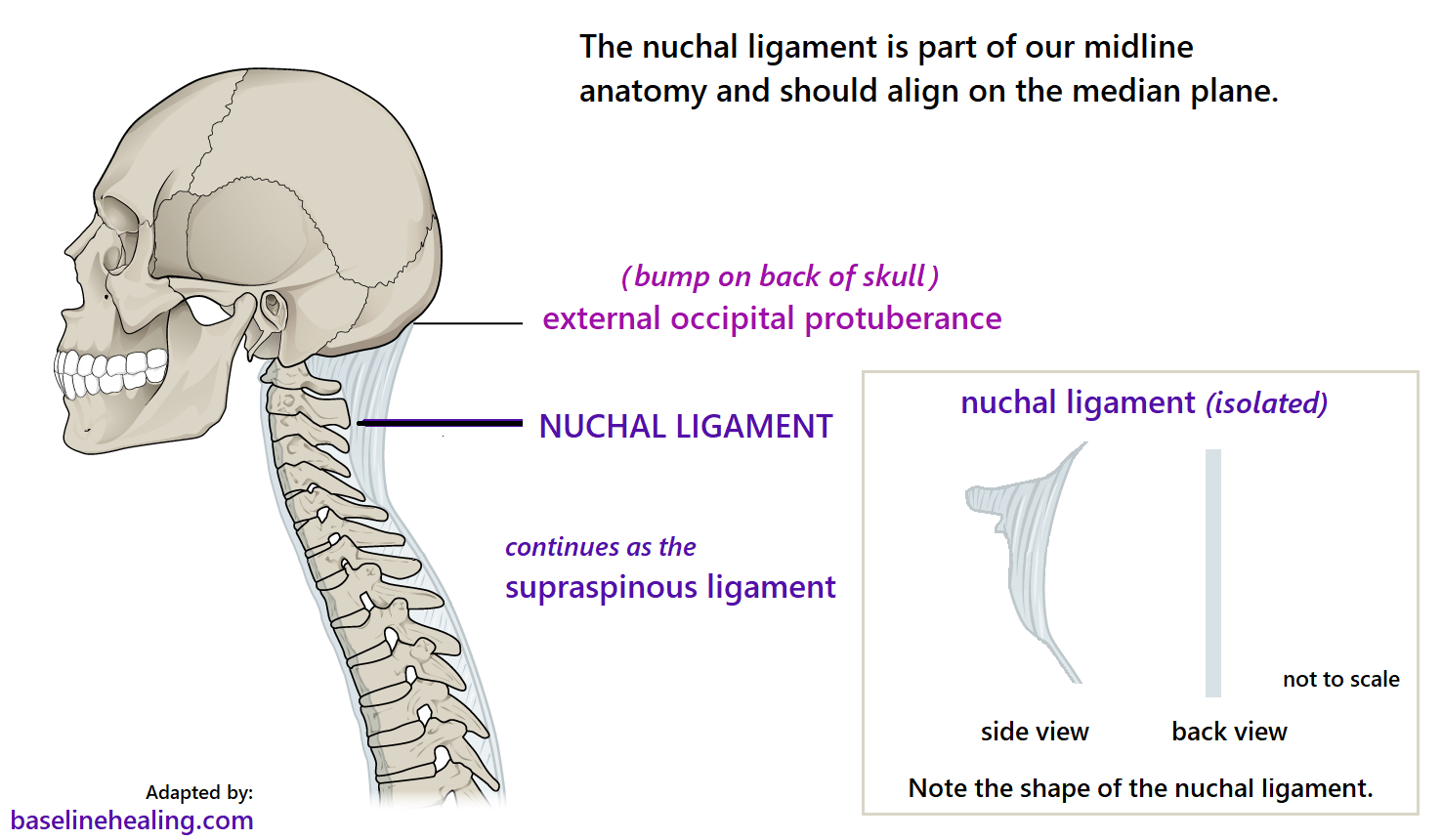 What Is The Definition Of Nuchal Ligament?