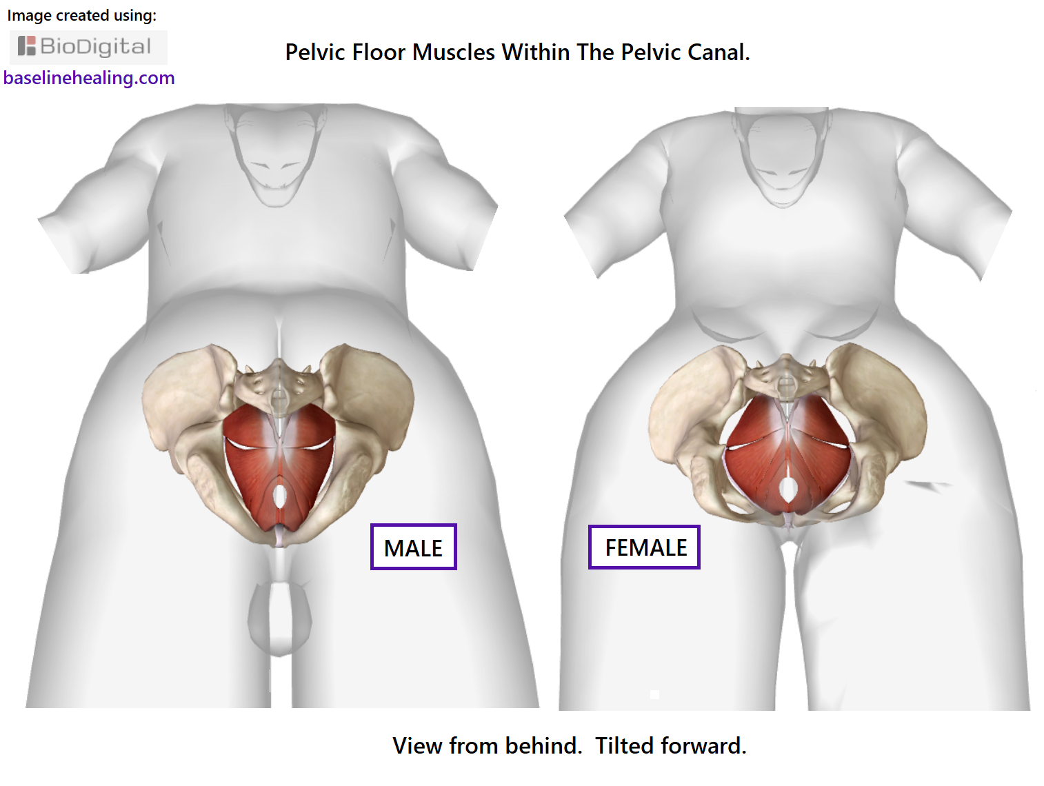 male and female body outline seen from behind tilted forwards a little to show the pelvis and pelvic floor muscles within the pelvic canal. The female pelvis and pelvic floor muscles are a round shape when seen from this view.  The male pelvis and pelvic floor muscles more of a triangle, with the base point at the front of the pelvis where the pubic symphysis is located.