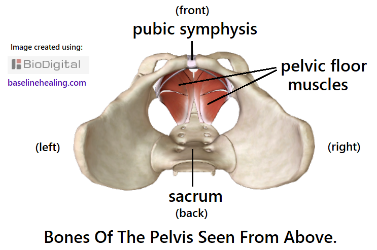 a picture of the bones of the pelvis seen from above. The whole in the middle of the pelvic bones is known as the pelvic canal. The pelvic floor muscles lie within the canal forming the base of the body. The pelvic floor muscles are several irregularly shaped  sheet-like muscles. Left and right sides are a mirror image Also labelled is the sacrum at the back of the pelvic and the pubic symphysis, midline at the front of the pelvis where the pubic bones meet.