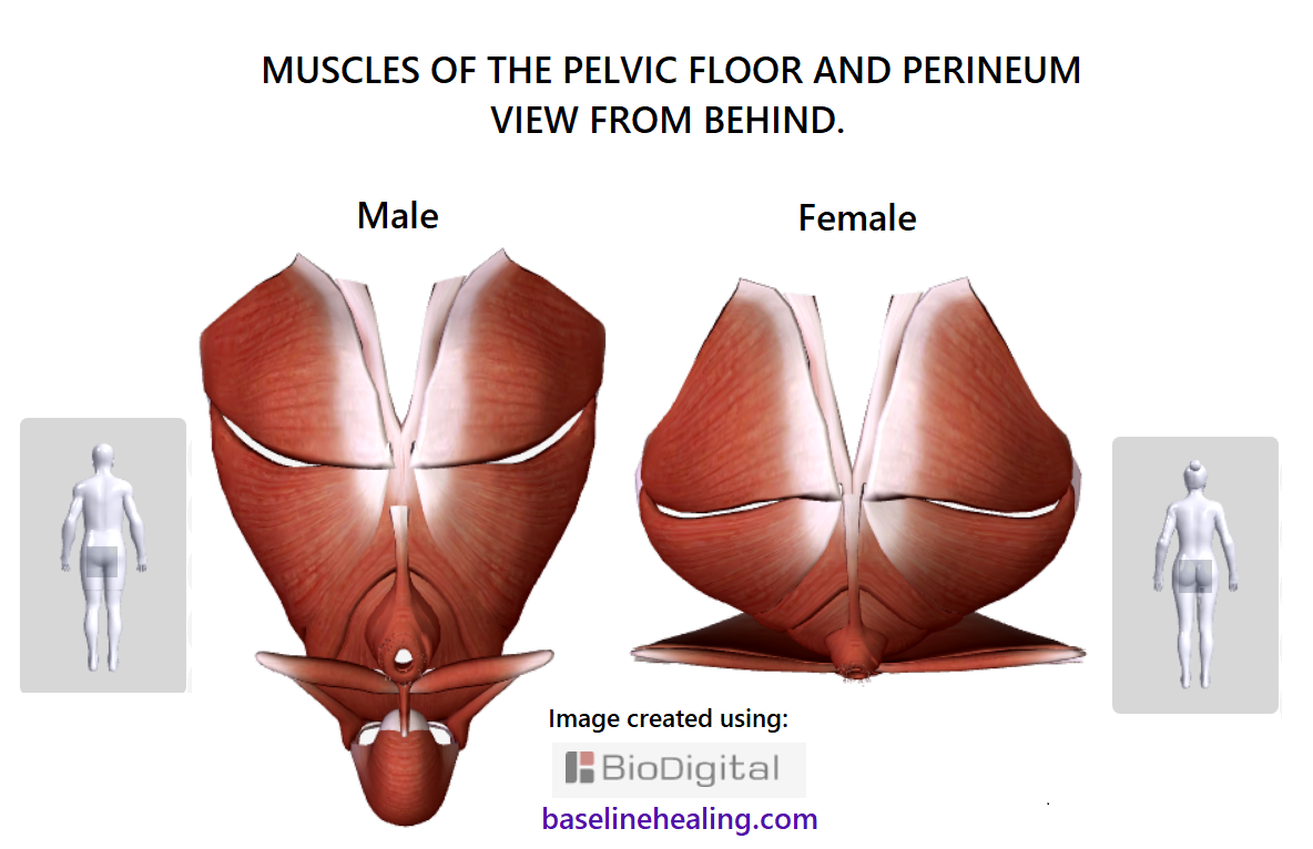 pelvic floor and perineal muscles male and female viewed from the behind