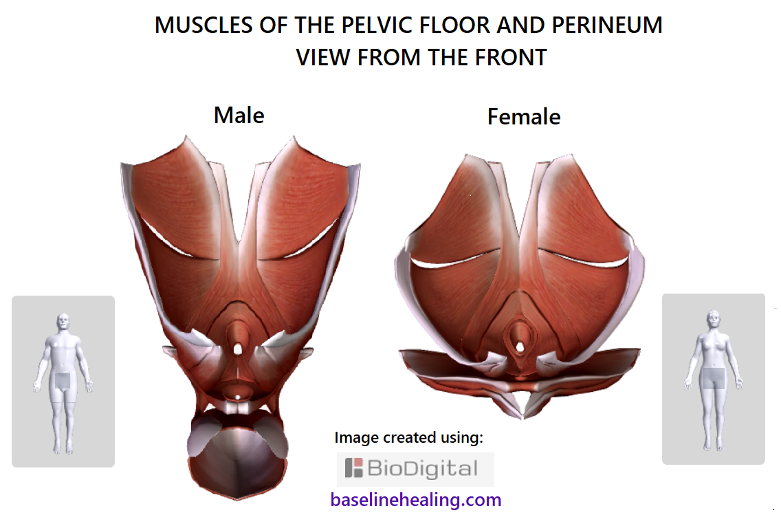 pelvic floor and perineal muscles male and female viewed from the front. The pelvic floor can be appreciated as not a flat structure, rather muscles that curve upwards towards the rear. 
