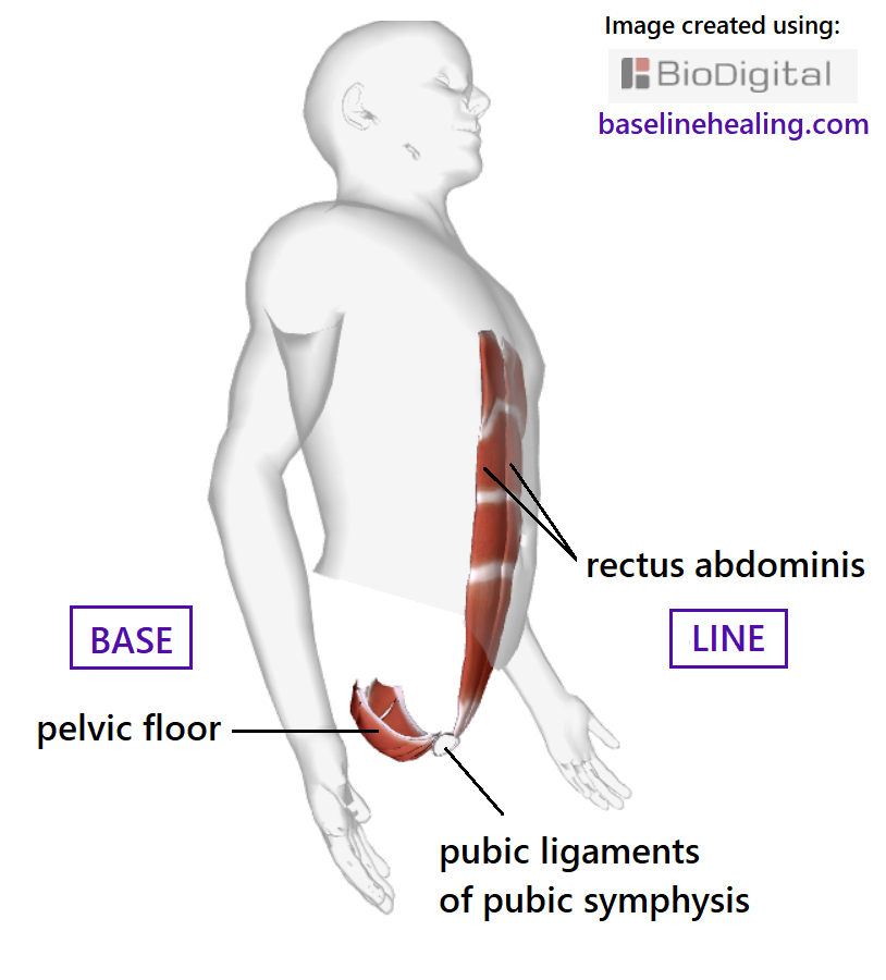 human outside seen from side view. Showing the pelvic floor and rectus abdominis muscles. The pelvic floor at the base of the body, like a basket of muscles. The rectus abdominis like a ribbon up the front of the abdomen from pelvis to chest, the body's central line. The pubic ligaments of the pubic symphysis are located between base and line.