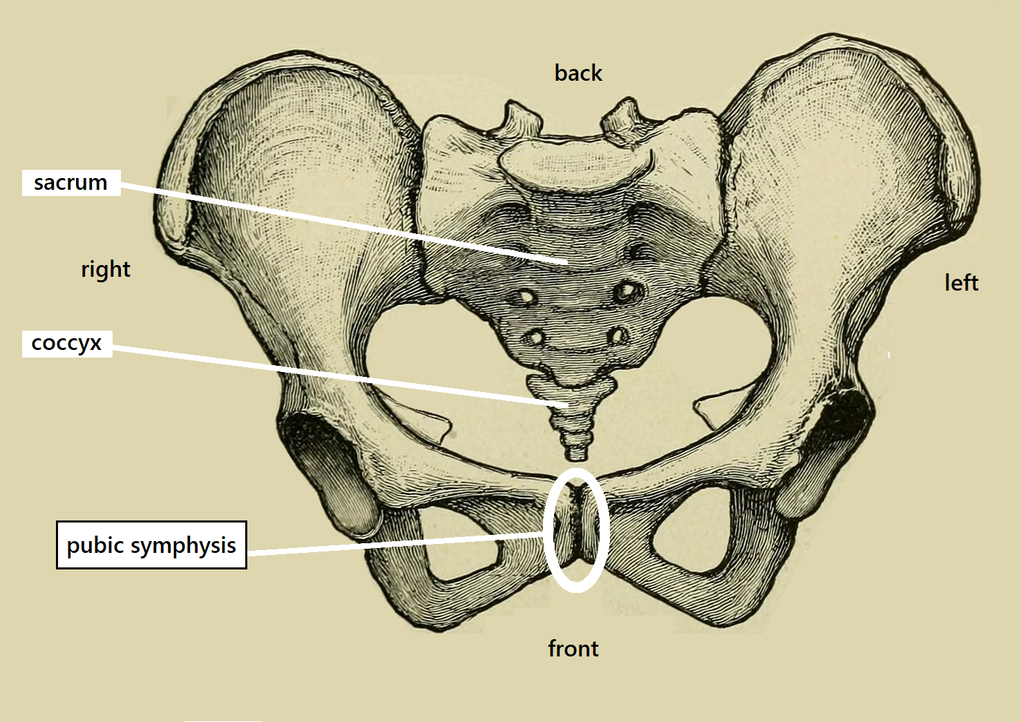 the bones of the pelvis, sacrum and coccyx seen from the front. The pubic symphysis is where the pubic bones meet on our midline.