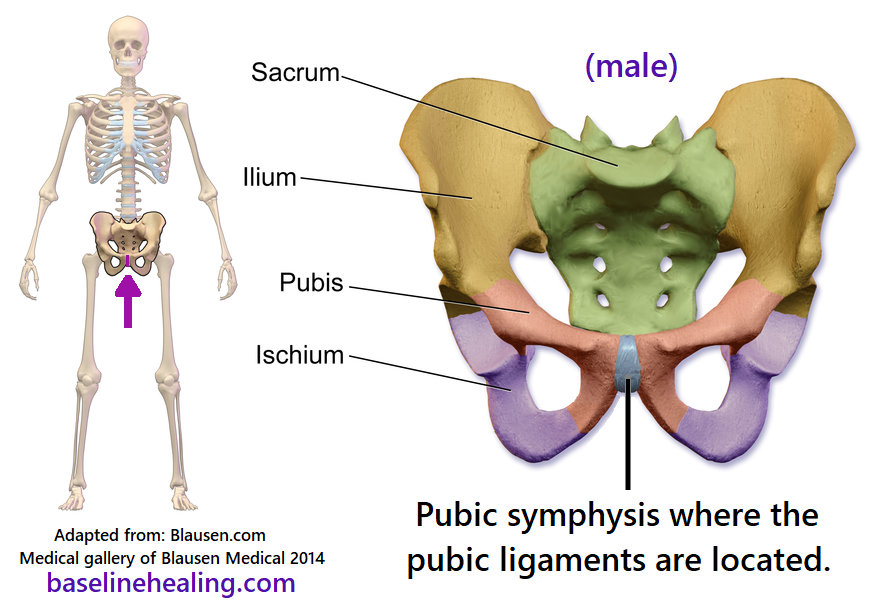 pubic symphysis where the pubic ligaments are located. At the front of the pelvis, the bony bit between the legs.