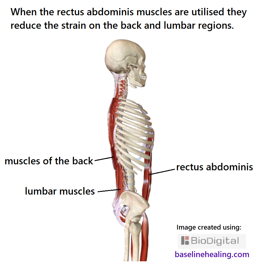 skeleton seen from the side showing the the rectus abdominis muscles at the front of the body and the spine with the back and lumbar muscles. The rectus abdominis provide a strong muscular connection between the pelvis and chest, greatly reducing the strain on the back muscles.