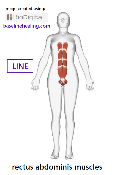 Outline of human figure showing the rectus abdominis muscles extending from between the legs at the front of the pelvis to the front of the chest. The rectus abdominis are two long muscles, lying parallel up the front of the abdomen attaching to the cartilage of the lower ribs. Each rectus abdominis consists of several sections of muscle tissue separated by horizontal strips of connective tissue known as tendinous intersections. The linea alba (white line) is a strip of connective tissue  midline between the rectus abdominis muscles, running from pubic symphysis to xiphoid process of the sternum. The rectus abdominis - the body's central line that should be active and elongated to support the rest of the body.