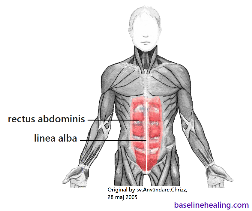 A sketch of a human figure showing the external muscles. Front view. The rectus abdominis muscles are highlighted, extending up the front of the abdomen from pubic symphysis to costal cartilages of the ribs. Like two parallel stacks of panels of muscle, separated by horizontal strips of connective tissue. The linea alba is also labelled, a strip of connective tissue on the body's midline lying between the rectus abdominis muscles.