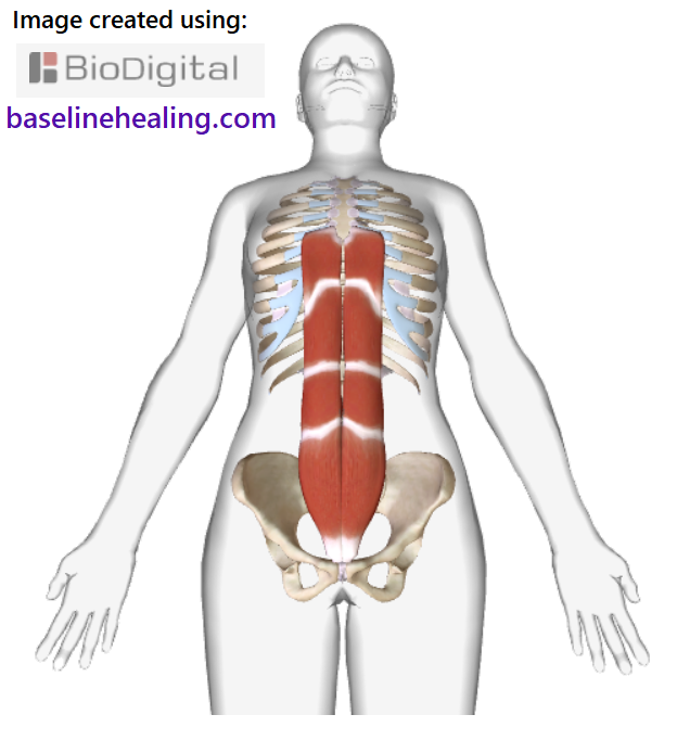The rectus abdominis muscles up the front of the abdomen from pubic symphysis to the ribcage. The muscular connection between the pelvis and the chest.