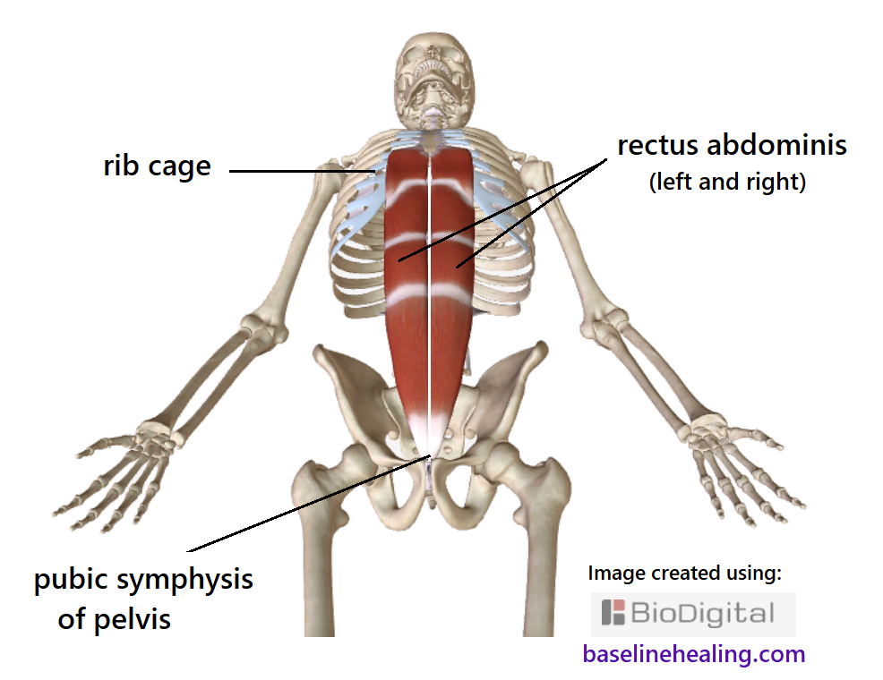 rectus abdominis muscles from the pubic symphysis to the costal cartilage of the ribs.