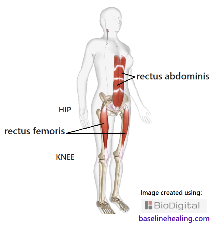 the rectus femoris and rectus abdominis muscles seen on a skeleton within the outline of a human figure.  From pelvis to shin, the rectus femoris muscles are like a solid pole down the front of the thigh, crossing the hip and knee joints thus aligning the legs to the torso. The rectus femoris turns into connective tissue (ligament/tendon) as it approaches the knee. The kneecap is a sesamoid bone within the connective tissue of the rectus femoris.  Pulling your kneecaps up is a good way to activate your rectus femoris.