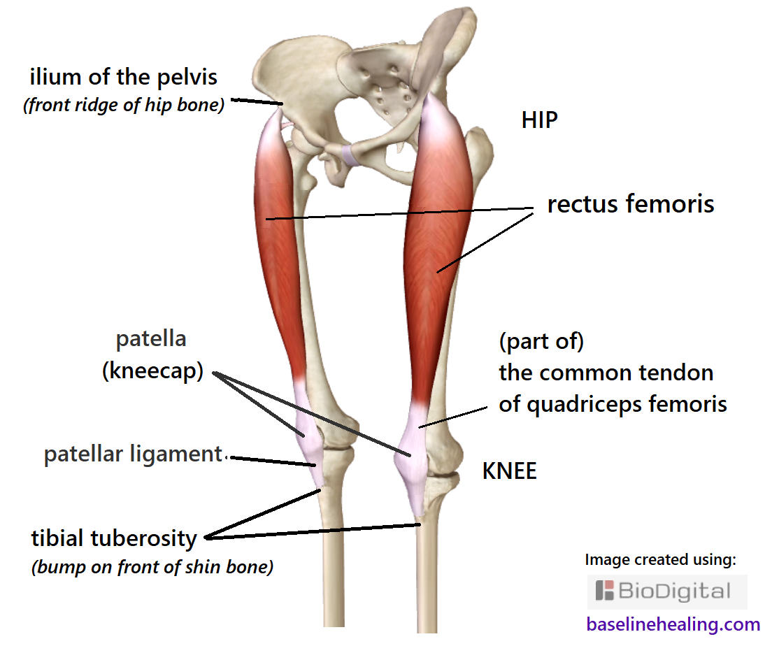 Image showing pelvic bones, femur, tibia and fibula and the rectus femoris muscles. The rectus femoris are pole-likes muscle down the front of the thigh from the ilium of the pelvis (front ridge of the hip bone) to the tibial tuberosity of the tibia (bony lump near the top), attaching via the patellar ligament. The patella/kneecap sits within the ligamentous attachment. The rectus femoris crosses both hip and knee joints so when fully active it positions the leg in the correct position in relation to the rest of the body. Feel for your kneecaps lifting.