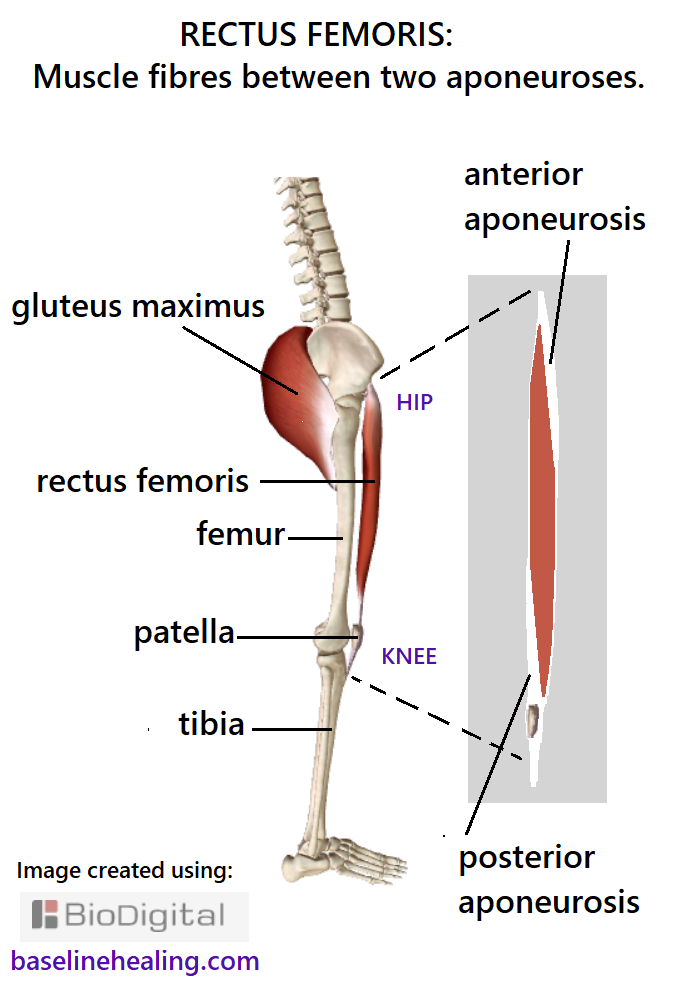 Skeleton seen from the side showing the rectus femoris at the front of the femur from hip to shin, with the patella lying within the ligament/tendon of the muscle. An enlarged schematic picture of the rectus femoris when seen from the side shows the layers of connective tissue known as aponeuroses that sandwich the muscle fibres.  A layer of connective tissue from the hip that extends down the front third of the muscle. Another layer at the bottom third at the back of the muscle extending to the patella.