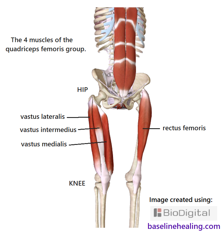 Skeleton front off-center view. The left leg shows the rectus femoris muscle from hip to shin. The right leg shows the other 3 muscles of the quadriceps femoris - the vastus medialis, vastus intermedius and vastus lateralis with attach to the top of the femur. The hip joint can be seen on the right leg. The distal tendons of the four muscles merge to form the common tendon of the quadriceps which attaches to and contains the patella. The connective tissue continues as the patellar ligament to the tibial tuberosity. The rectus abdominis muscles are also shown, up the front of the abdomen from pubic symphysis to chest.