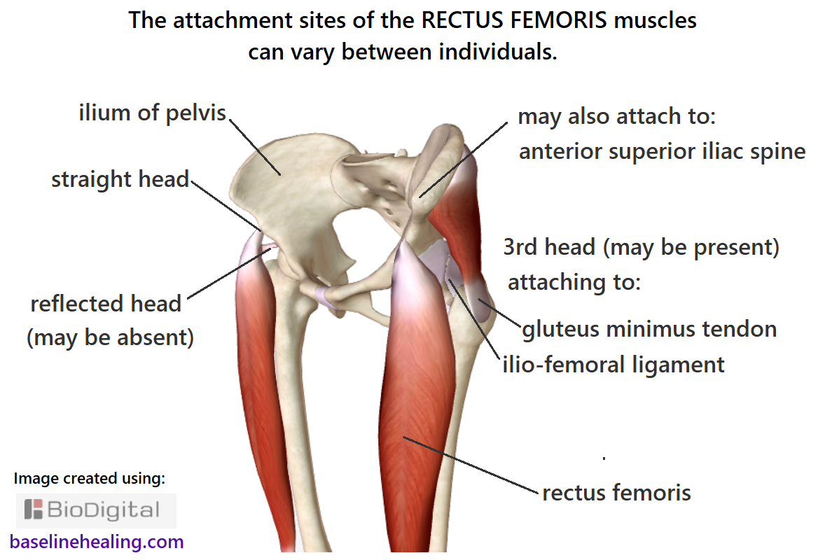 Image showing the possible attachments of the rectus femoris muscles to the pelvis and surrounding tissues. There is some variation between individuals in number and location of the attachments.