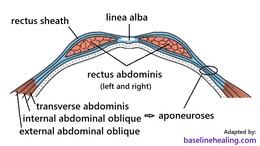 Cross section view showing the rectus sheaths containing the rectus abdominis muscles. The rectus sheaths are formed from the aponeuroses of the lateral abdominal muscles on their way to meeting midline to form the linea alba at the front of the abdomen. The rectus abdominis muscles threading through the sheath, like a ribbon in a tunnel.