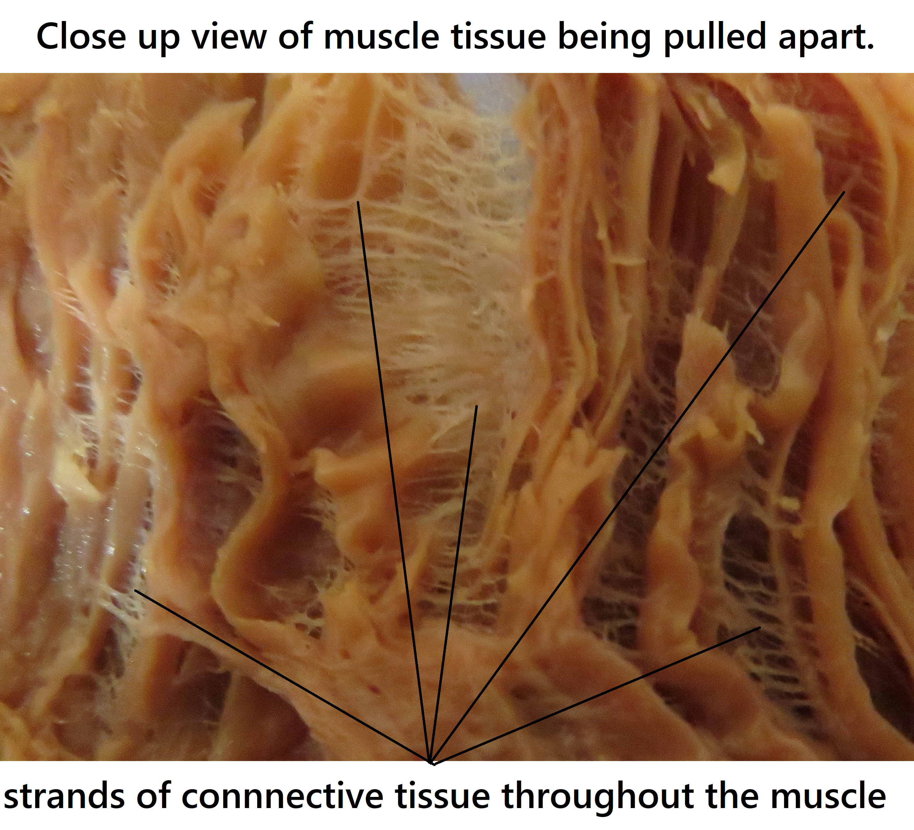 muscle tissue pulled apart showing the strands of connective tissue that are throughout it. Thin threads of connective tissue span the gaps between muscle tissue, a honeycomb-like effect of crosslinked strands, a web of collagen fine fibres.