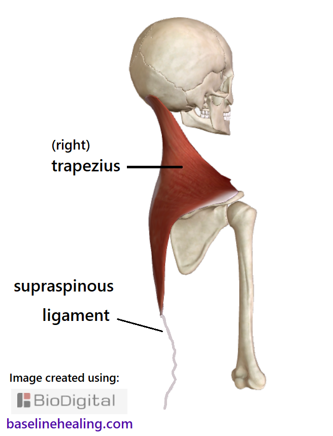 the trapezius muscles from neck to mid-back and the supraspinous ligament continuing to the lumbar area, a thin cord down the midline of the back of the spine. 