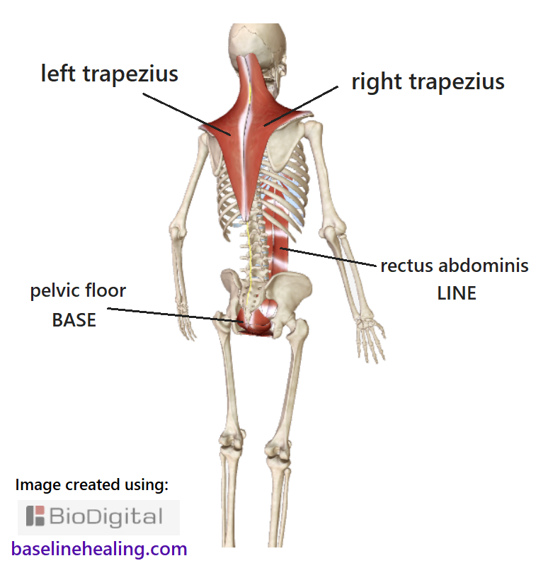 human skeleton, off-center view from the back showing the trapezius muscles from back of the head to mid-back, extending out towards each shoulder. Together, the trapezius muscles form a diamond-shaped sheet of muscle. The lower point midline on the spine level with the lowest ribs. Extending upwards and outwards to the shoulders. Then up and in, towards the head, curving up the neck. Also showing the baseline muscles: the rectus abdominis muscles at the front of the abdomen and the pelvic floor muscles spanning the pelvic canal.