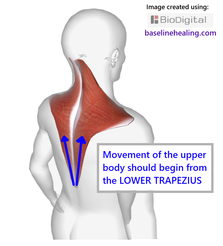 Figure from behind showing the trapezius muscles and arrows extending upwards from the lowest point of the muscles. Movement of the upper body should start from the lower trapezius, extending upwards and outwards. The scapula bones are the start of the arms, extending from midline of the back.