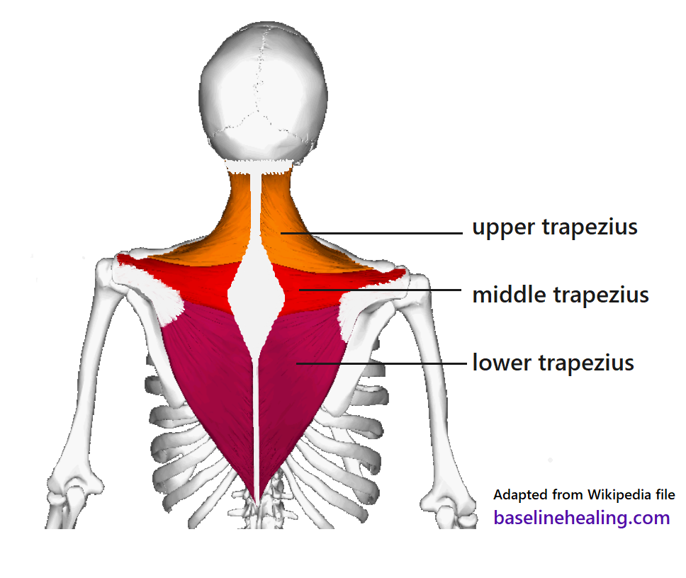 the left and right trapezius muscles seen from the back. Each muscle can be divided into three areas: The lower trapezius muscles originate from the spine level with the lowest ribs, extending upwards and outwards towards the shoulders. The lower trapezius is triangle shaped, pointed at the base. The middle trapezius fibres run from midline towards the shoulders, strips of muscle tissue almost horizontal across the top of the upper back. The upper trapezius muscles from shoulders to base of the skull, almost like triangles again but the attachment to the skull is a line rather than coming to a point. The whole of both trapezii form a kite-shape. with the cross of the frame consisting of the nuchal and supraspinous ligaments midline up the middle and the middle trapezius the horizontal bars. There is an ellipse of connective tissue between shoulder blades, in the middle where the trapezius muscles meet. Connective tissue connects the upper trapezius to the skull and connective tissue attaches the muscles to the clavicle and scapula.