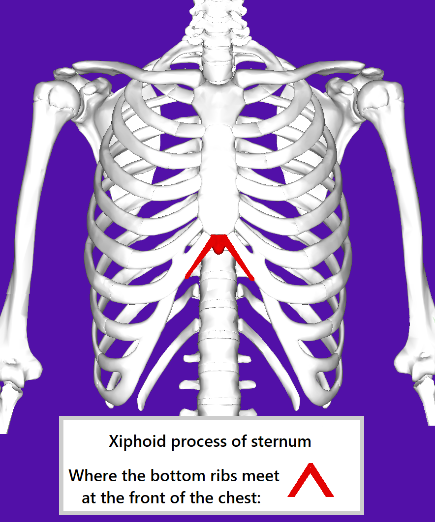 front view of the thorax showing the ribs and sternum. The xiphoid process of the sternum is highlighted, an inverted V where the bottom ribs meet at the front of the chest.